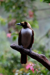 kingfisher on branch