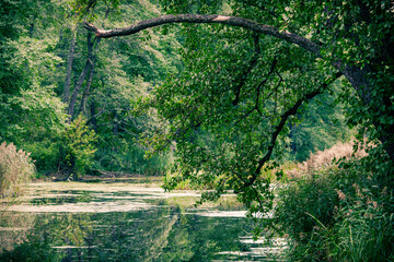 Fall forest landscape