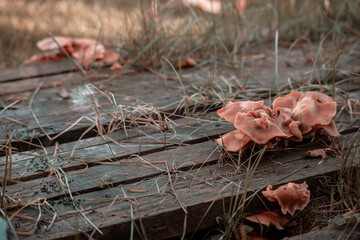 Group of beautiful mushrooms fungi, honey agarics kuehneromyces mutabilis growing on wooden planks in garden

