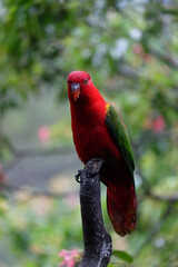 red and yellow macaw