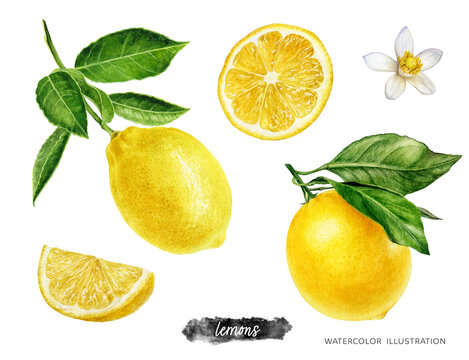 Lemon fruits with branch, slice and flower set watercolor illustration isolated on white background