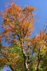 公園の紅葉の欅と青空