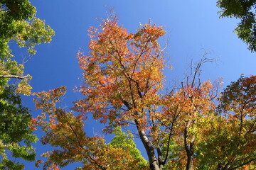 公園の紅葉の欅と青空