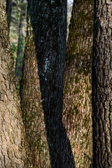 Wonderful autumn oak trunks background. Voronezh Nature Reserve. The Central part of European Russia.