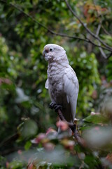 grey parrot in the zoo
