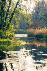 Fototapeta premium Wonderful autumn forest landscape. Voronezh Nature Reserve. The Central part of European Russia.