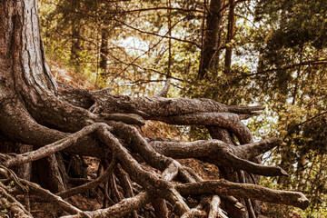 Beautiful roots of the pine background in fall time. The Central part of European Russia.