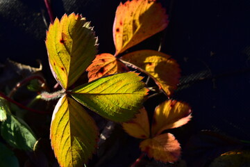 Obraz premium strawberry leafing in the sun