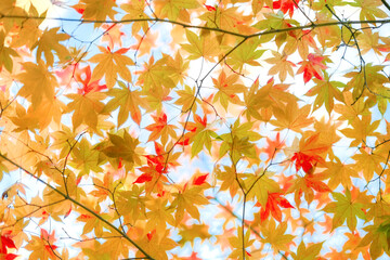 紅葉