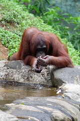Fototapeta na wymiar orangutan in zoo