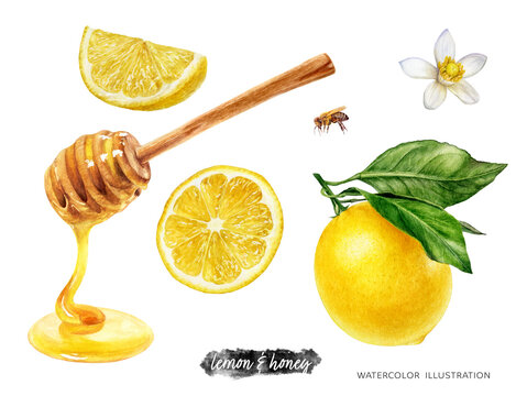 Lemons and honey dipper food set watercolor illustration isolated on white background