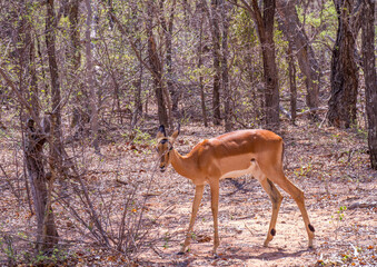 A young impala ewe feeds in the African bush image in horizontal format