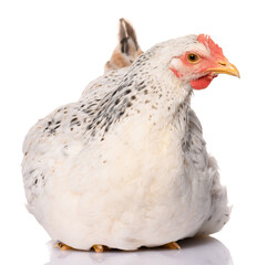 one white chicken isolated on white background, studio shoot