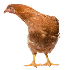 one brown chicken isolated on white background, studio shoot