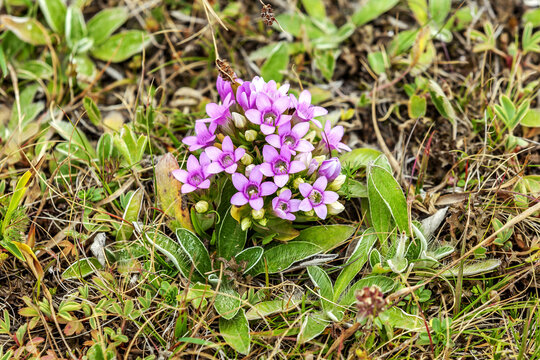 purple plateau flower in meadow
