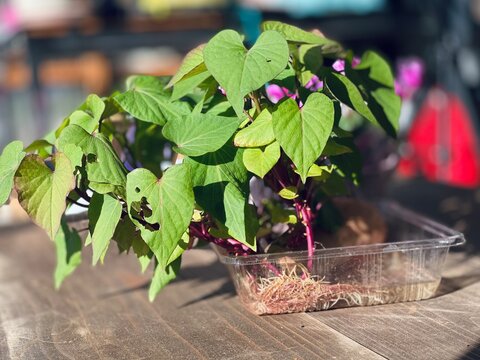 サツマイモから芽が出て葉っぱがもさもさ出てきて成長が楽しみな観察日記