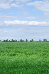 Obraz premium Fluffy white clouds against the blue sky. Green farm field. Agricultural land in summer.