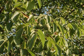 Grüne Walnüsse an Zweigen und Blätter in einem Walnussbaum im Spätsommer
