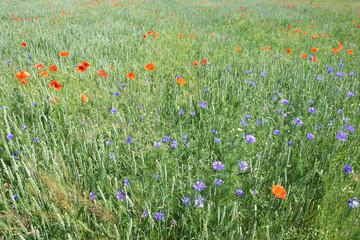 Red poppy among the field grasses in summer. Beautiful wildflowers. Untouched nature.