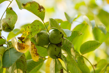 Blätter und grüne Walnüsse an Zweigen in einem Walnussbaum im warmen Gegenlicht