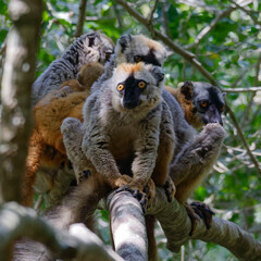Red-fronted lemur (Eulemur rufifrons) - Madagascar