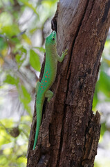 Naklejka na ściany i meble Madagascar giant day gecko (Phelsuma grandis) - Madagascar