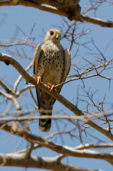 Madagascar Kestrel (Falco newtoni) - Madagascar