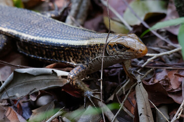Zonosaurus laticaudatus Lizard - Madagascar