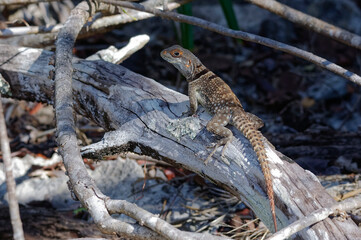 Collared iguanid lizard, Collared iguana, Madagascan collared iguana, or Cuvier's Madagascar swift (Oplurus cuvieri) - Bemaraha National Park, Madagascar