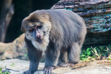 チベットモンキー