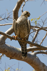 Madagascar Kestrel (Falco newtoni) - Madagascar
