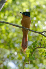 Madagascar Paradise Flycatcher (Terpsiphone mutata) - Madagascar
