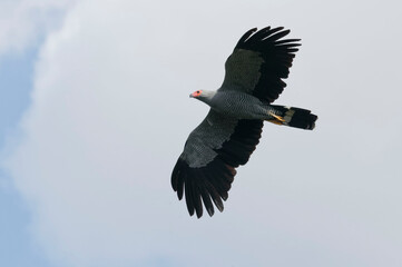 Madagascar Harrier-Hawk (Polyboroides radiatus) - Madagascar