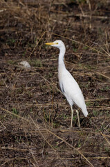 Western cattle egret (Bubulcus ibis) - Madagascar