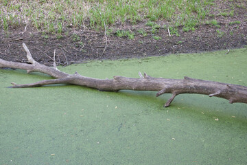 The trunk of a tree lies in swampy water. An old tree in a swamp.