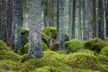 Magic coniferous forest with moss. The foreground is in focus. The background is blurred. © Mikhail