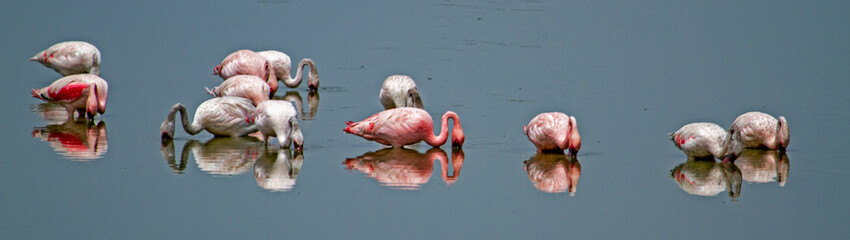 Pink Flamingoes in water, reflection