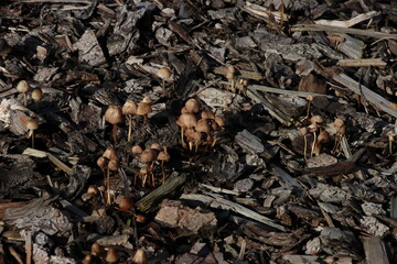 Liberty cap Psilocybe mushrooms