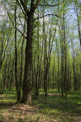 Fototapeta premium Trees in the spring deciduous forest. Beautiful shady forest.