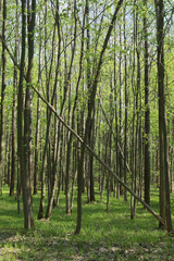 Fototapeta premium Trees in the spring deciduous forest. Beautiful shady forest.
