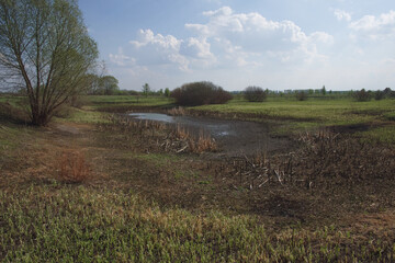 A beautiful branchy willow on the shore of a shallow pond. White clouds in the blue sky. Landscape.