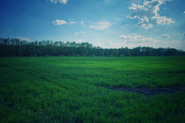 Obraz premium Beautiful cloudy sky over a green farm field. Fresh wheat sprouts in a spring field. Agricultural landscape.