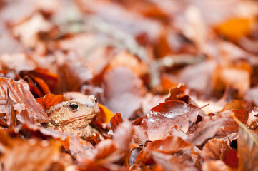 Common toad (Bufo bufo) at Monte Amiata, Tuscany, Italy.