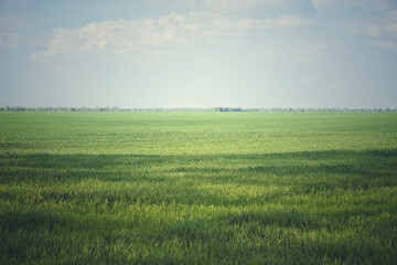 Beautiful cloudy sky over a green farm field. Fresh wheat sprouts in a spring field. Agricultural landscape.