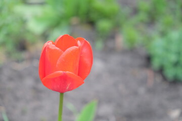 Beautiful pink tulip flower close up. Flower with pink petals on a blurred background.