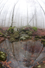 Beech forest (Fagus sylvatica) at Monte Amiata, Tuscany, Italy