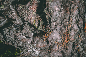 Wood abstracts in nature