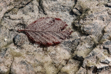 Leaf under water