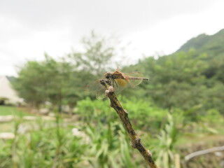 the dragonfly is stay at the plant to take some rest