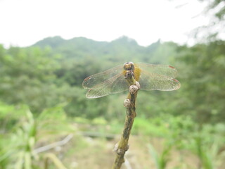 the dragonfly is stay at the plant to take some rest